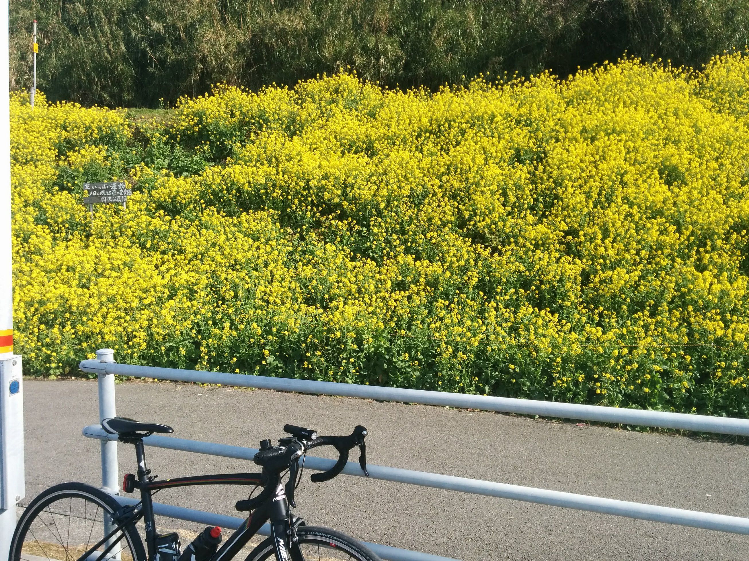 閏住の菜の花畑