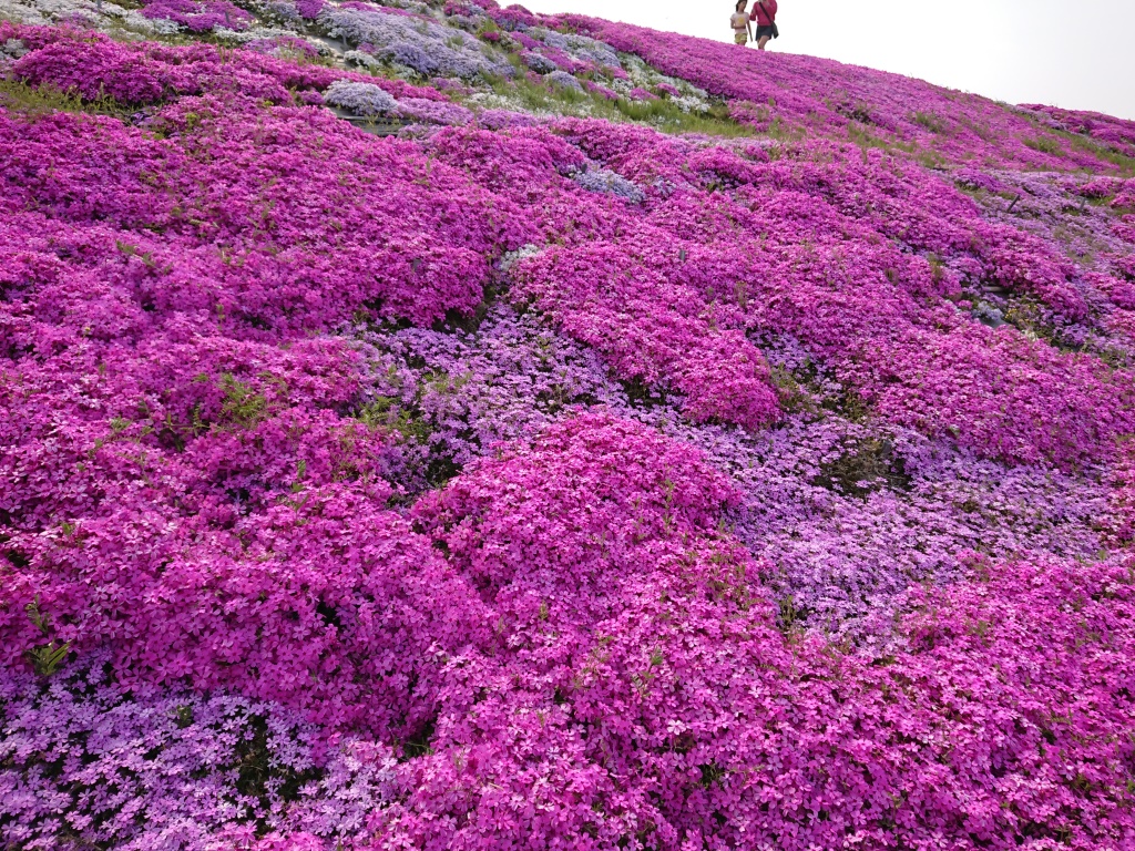 芝桜