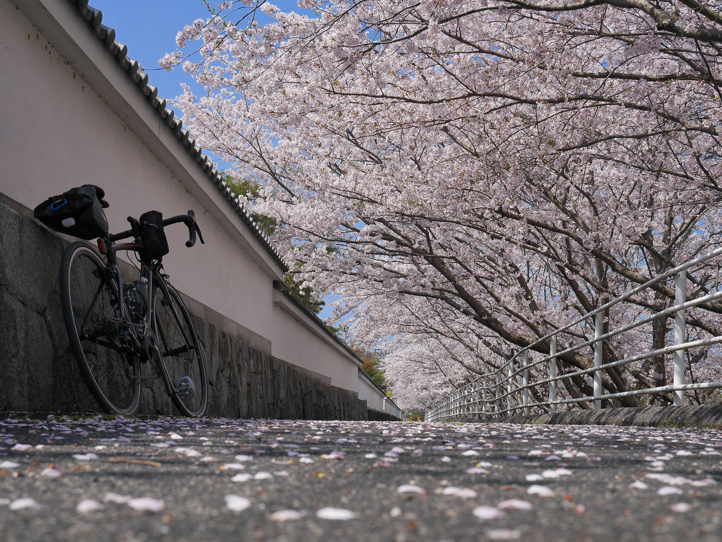 今年の桜