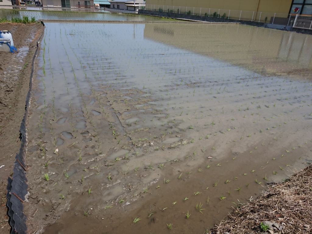 田植え