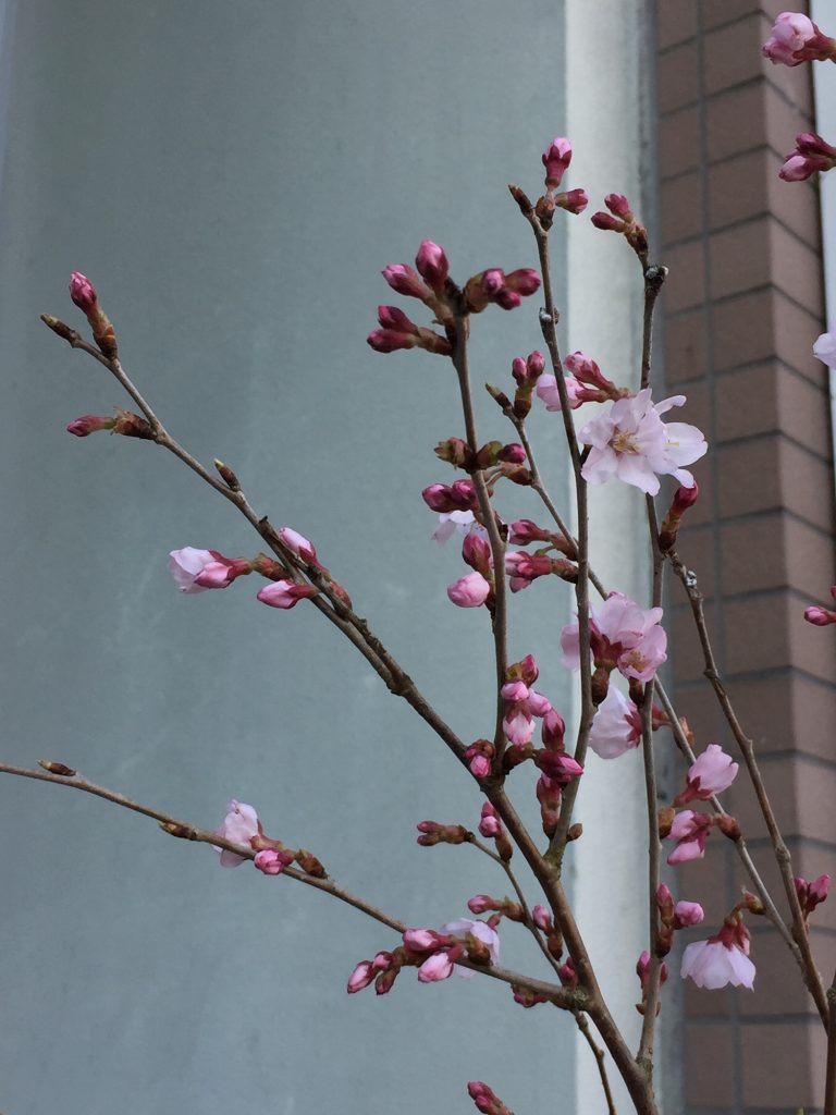 啓翁桜 ケイオウサクラ 株式会社アイ アイ エー オフィシャルサイト