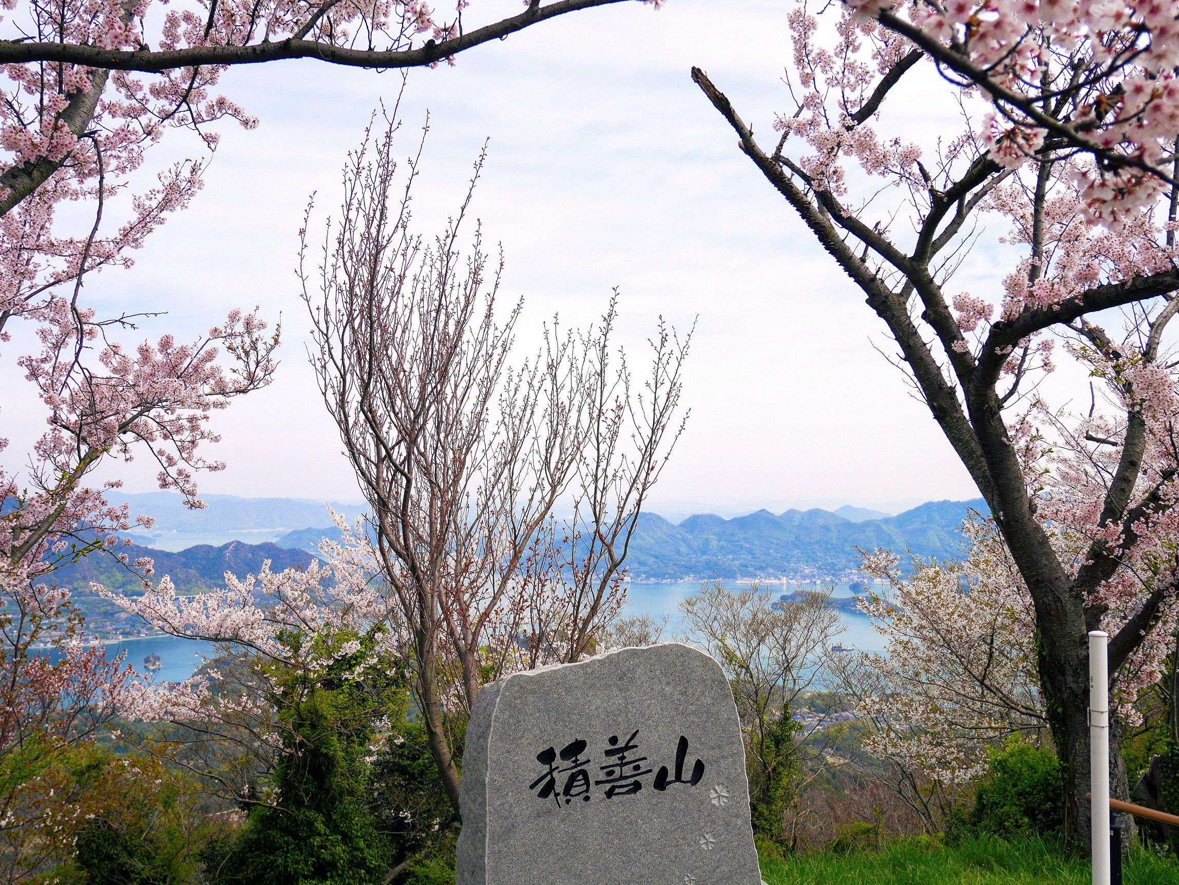 お花見ポタリング