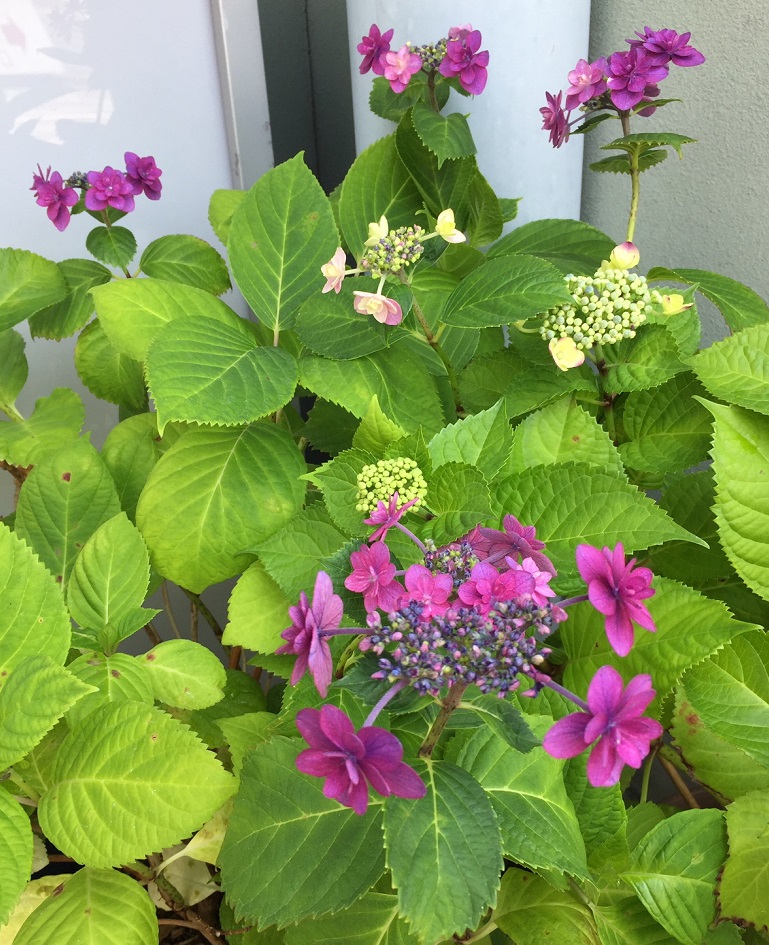 今年は紫陽花咲きました！